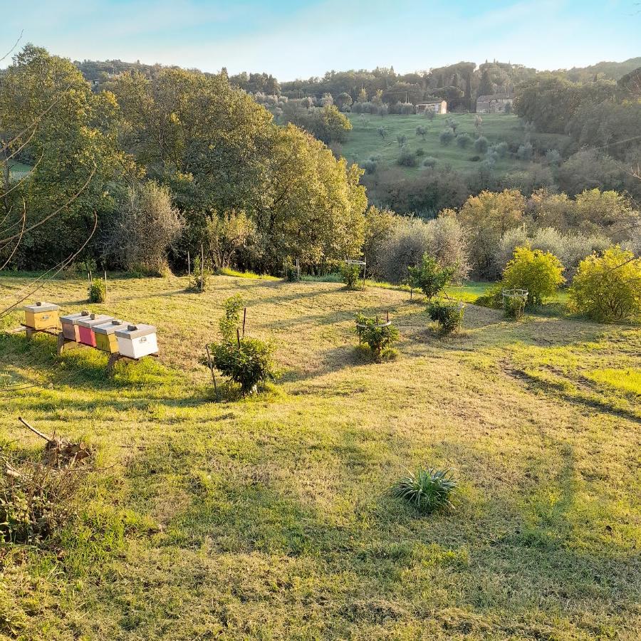 Le Corti - Agriturismo Olio e Vino - 5