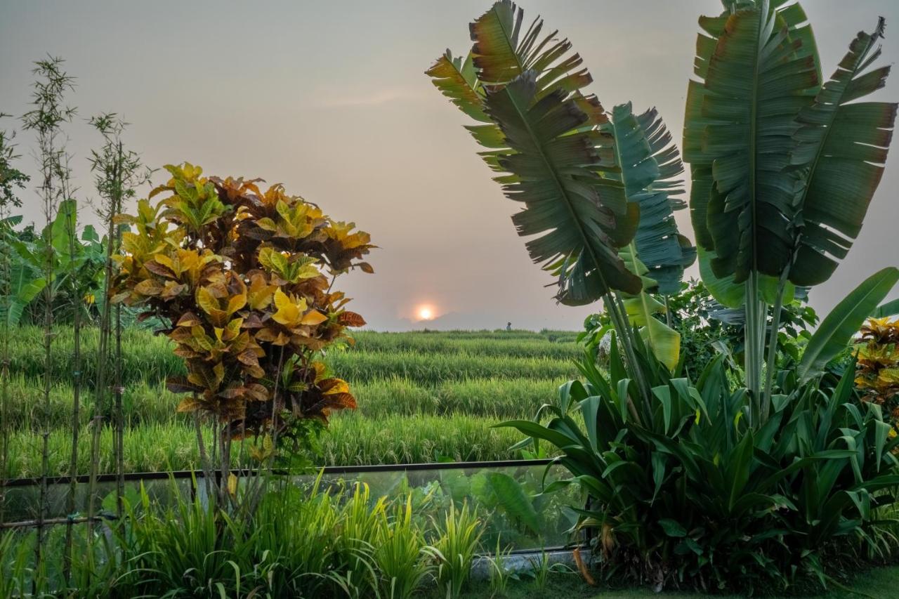 Villa Pima, Sumptuous 2BR Private Villa surrounded by Rice fields in a quiet Area - 5