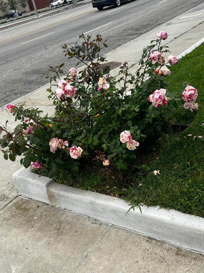 El Segundo Inn — photo 11