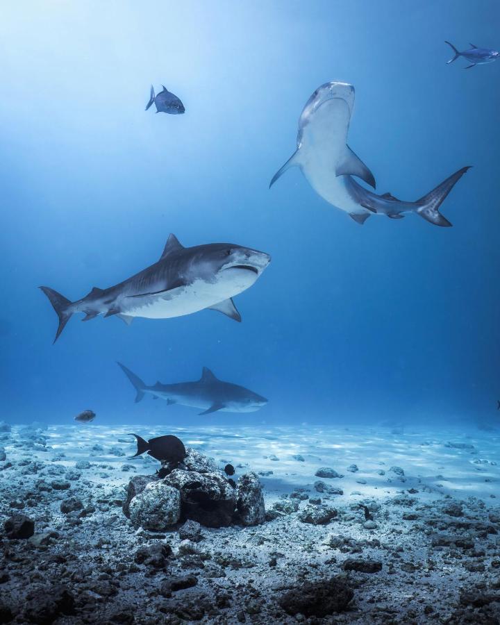 Ocean Pearl Fuvahmulah - 4