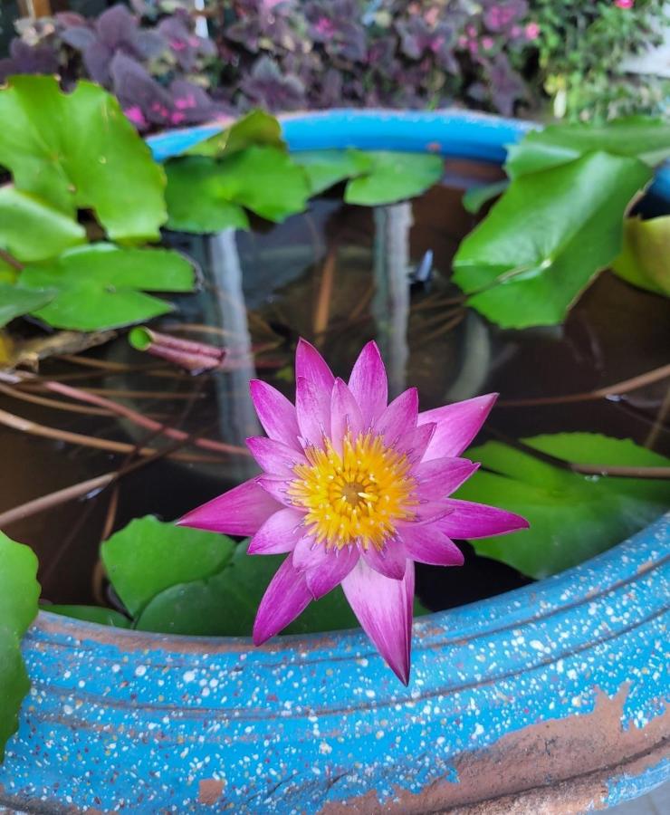 Sunflower Guesthouse - 3