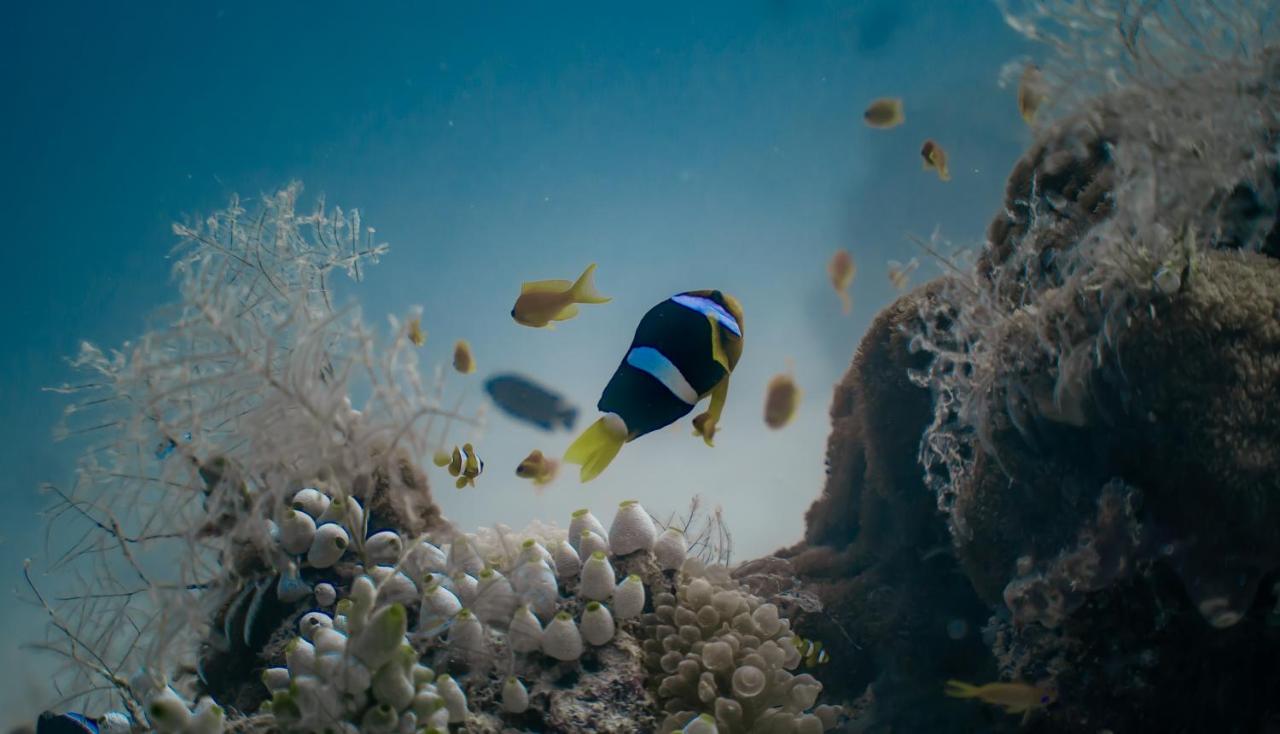 Kuri Himandhoo Inn - 5