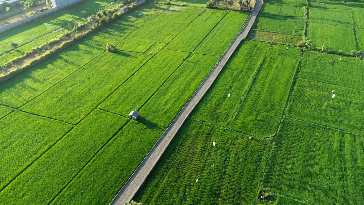 Lovina Beach Club & Resort - 5