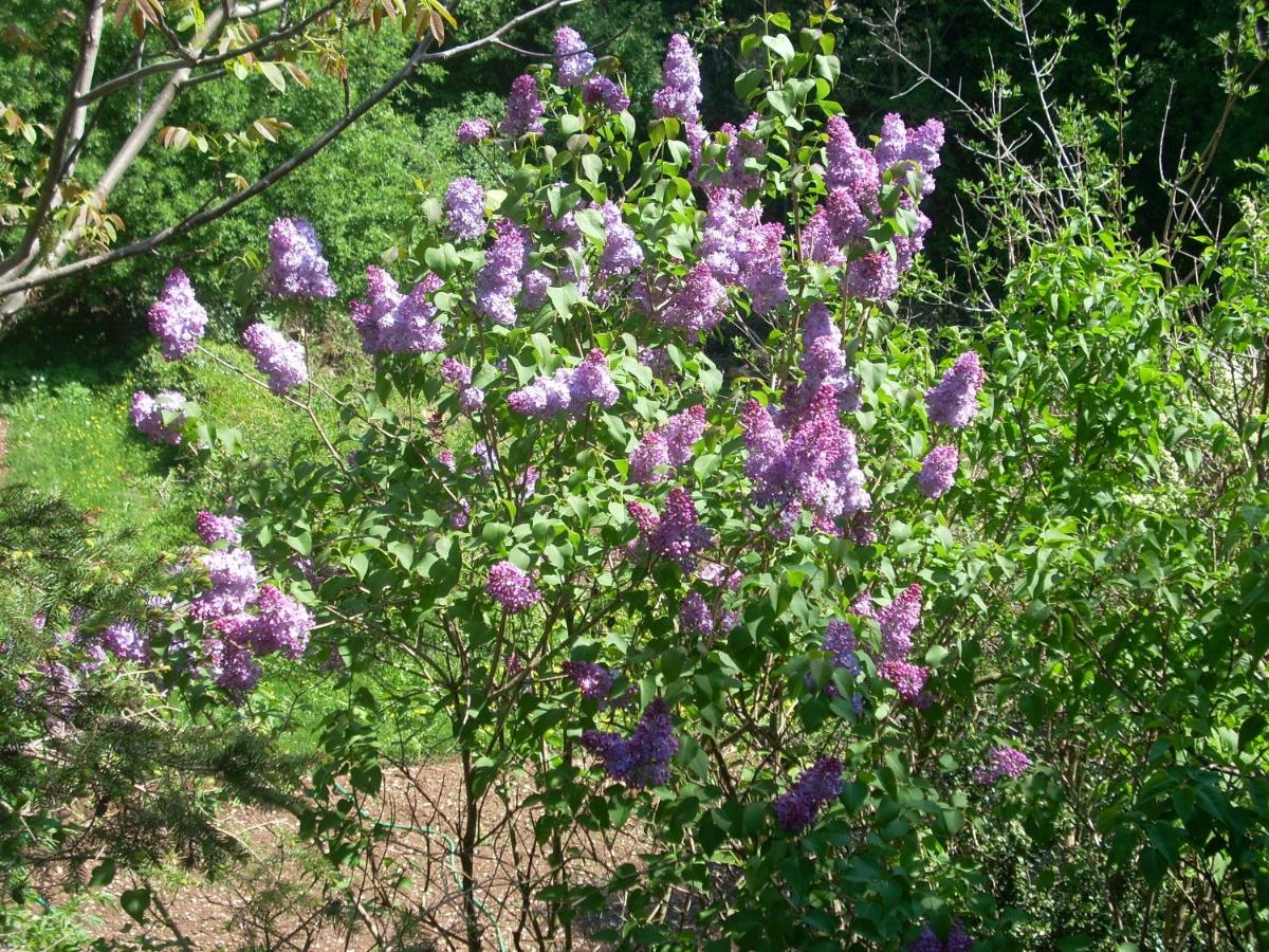 Bed and Breakfast Al Laghetto - 5