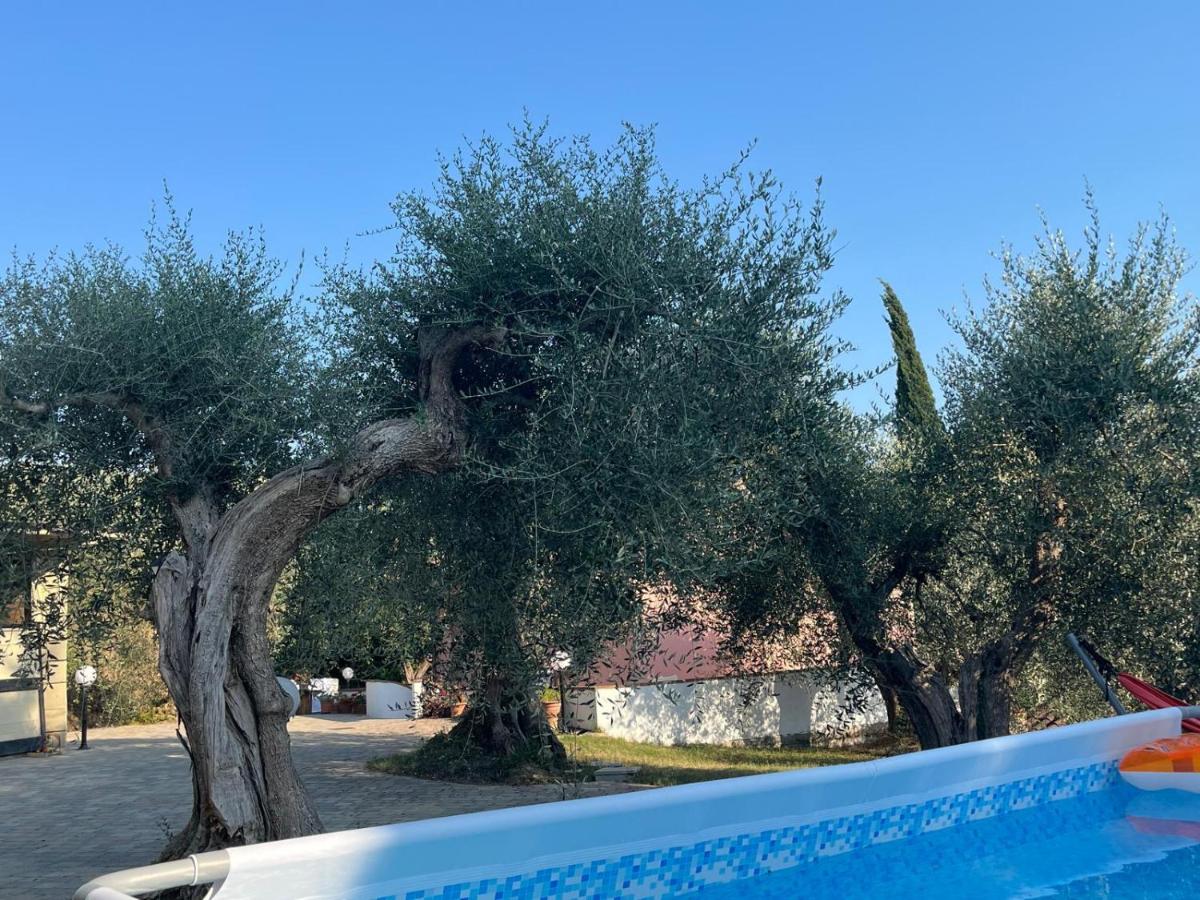 Rifugio tra gli olivi in campagna Toscana - 4