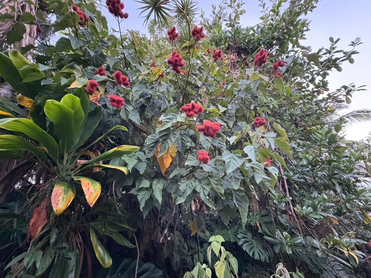 Hawaiian Ohana Home — photo 10