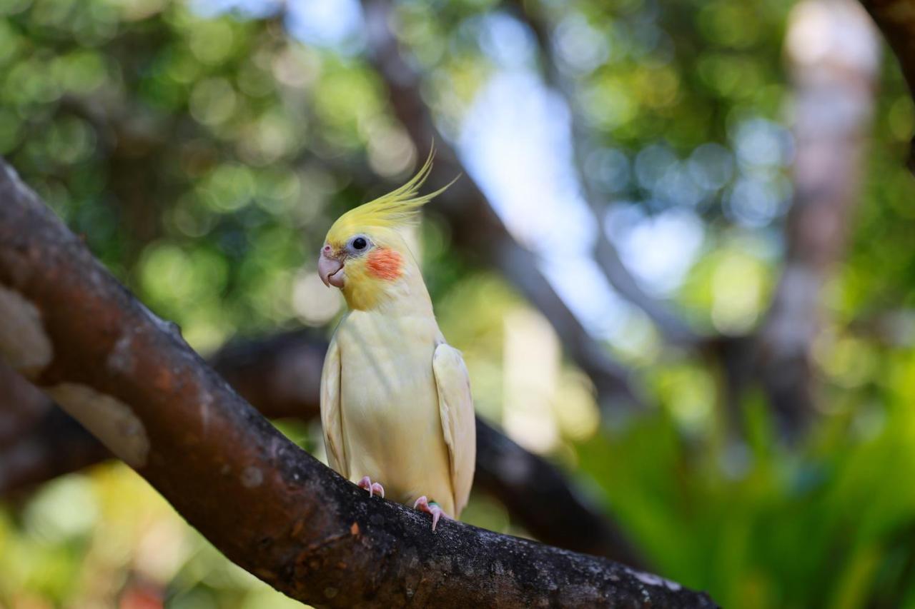 Baan Vanida Garden Resort - 5