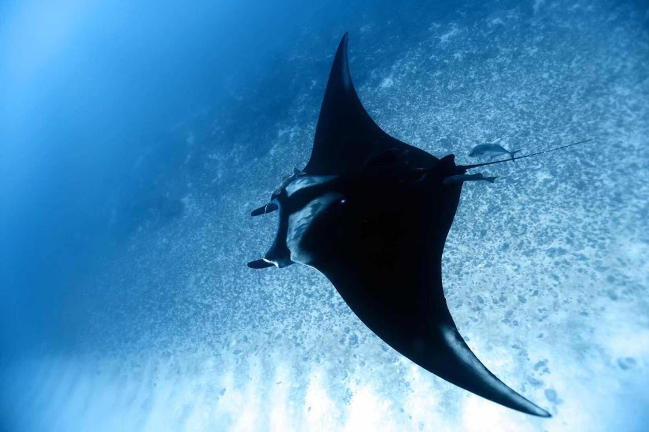 Fuvahmulah Tiger Shark Diving Stay - 5