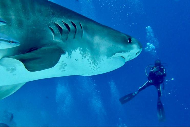 Fuvahmulah Tiger Shark Diving Stay - 3