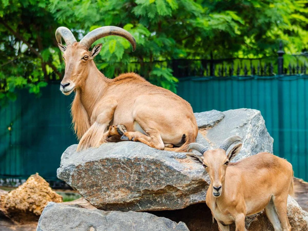 Design, Coziness and 4 guests at Leblon - 4