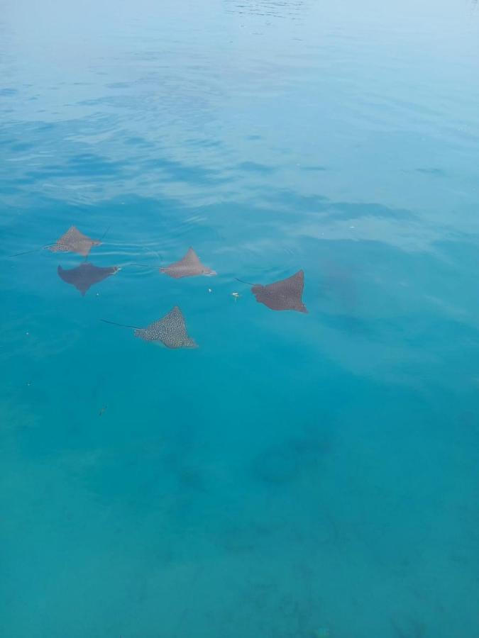 Palm Shade Paradise - 4