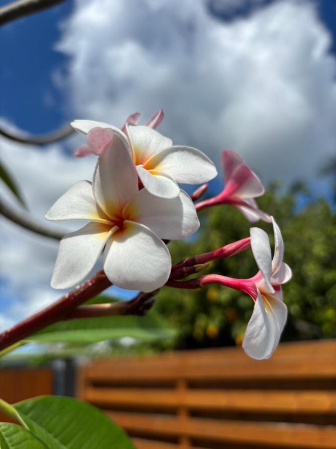 Le Frangipanier Cozy Bungalow - 5