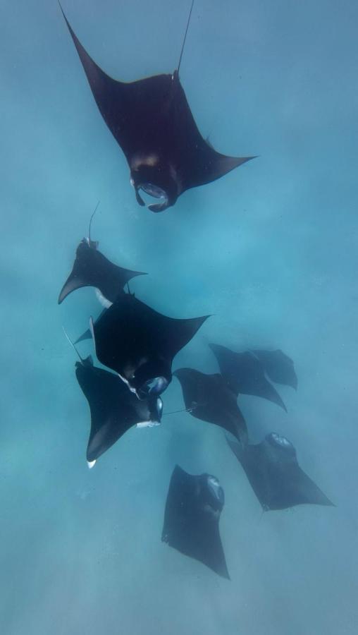 Alyraa Sunset Mathiveri - Free Picnic Island Trip Included - 4