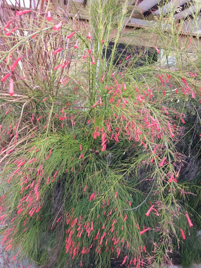 L ombre du manguier - 4