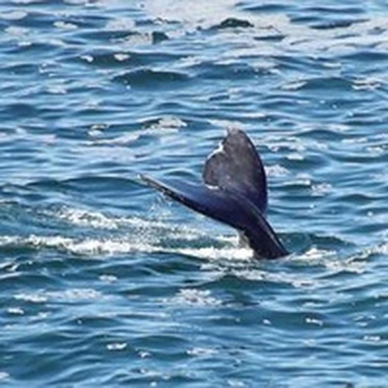 Whale Pointe at Depoe Bay — photo 24