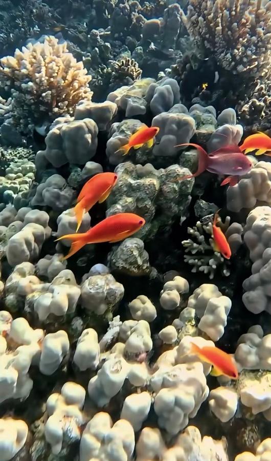 Image: Coral Harem uno