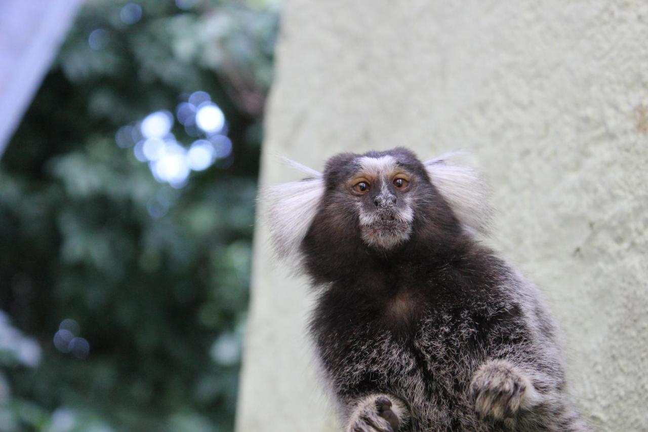 CabanaCopa Hostel - 5