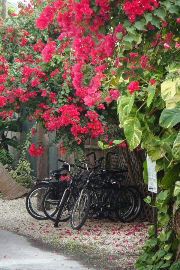 El Patio — photo 22
