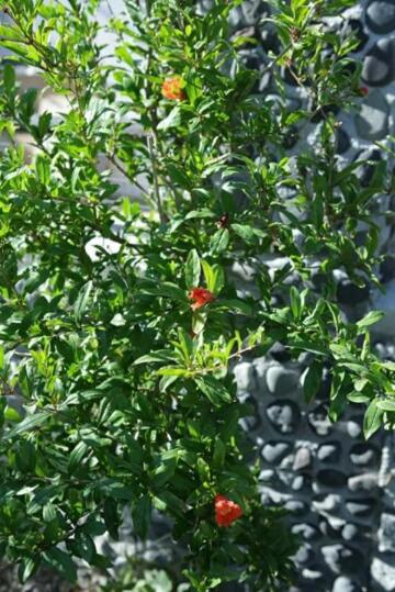 Studios Apartments Kapetanios - 4