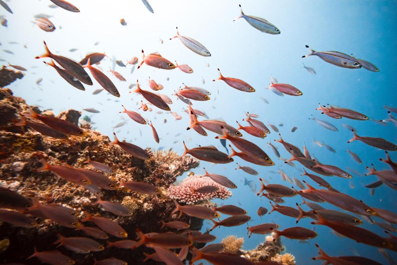 Tokoriki Island Resort Adults-Only - 4