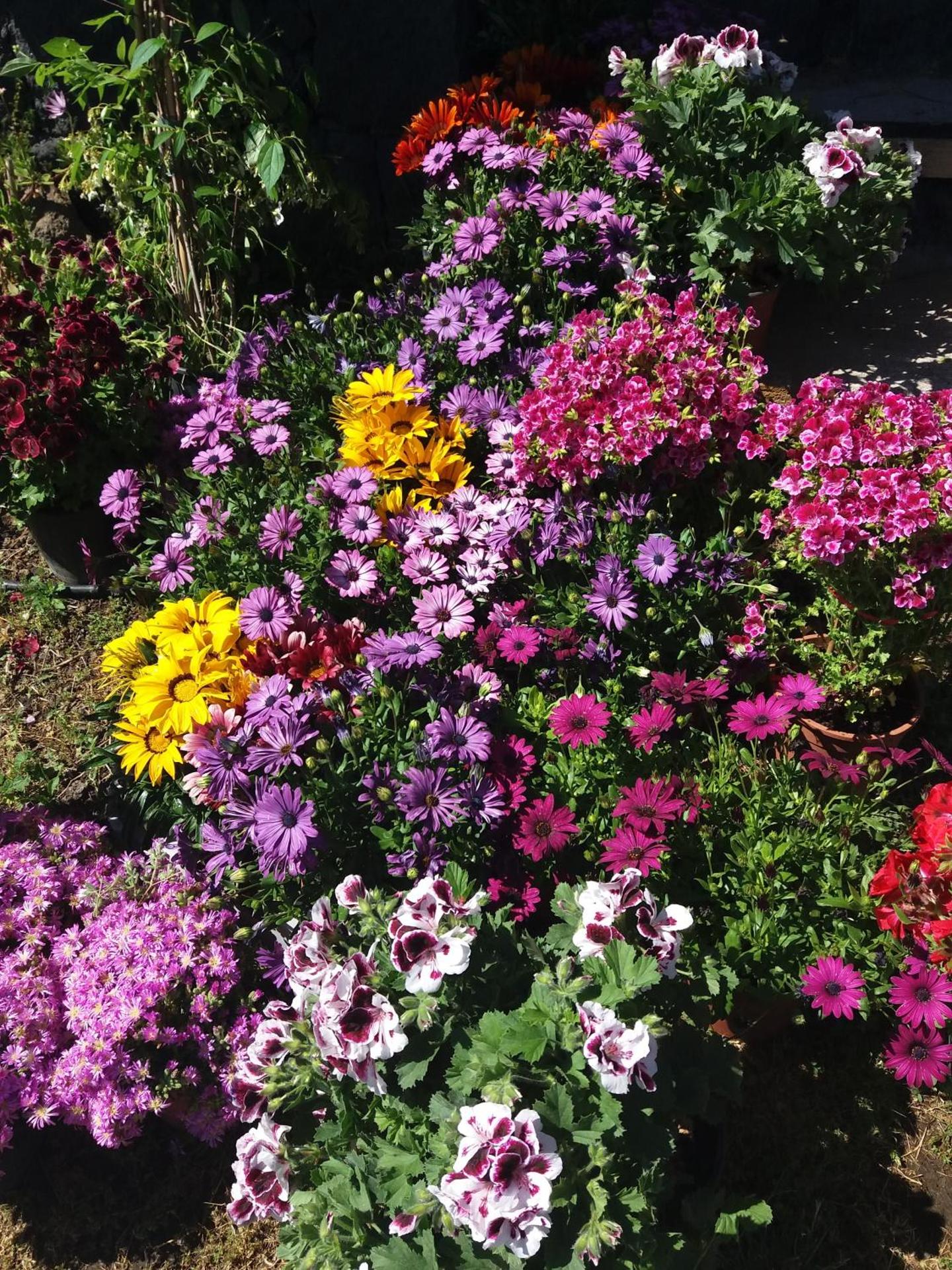 La Fattoria Dei Nonni - Photo 159