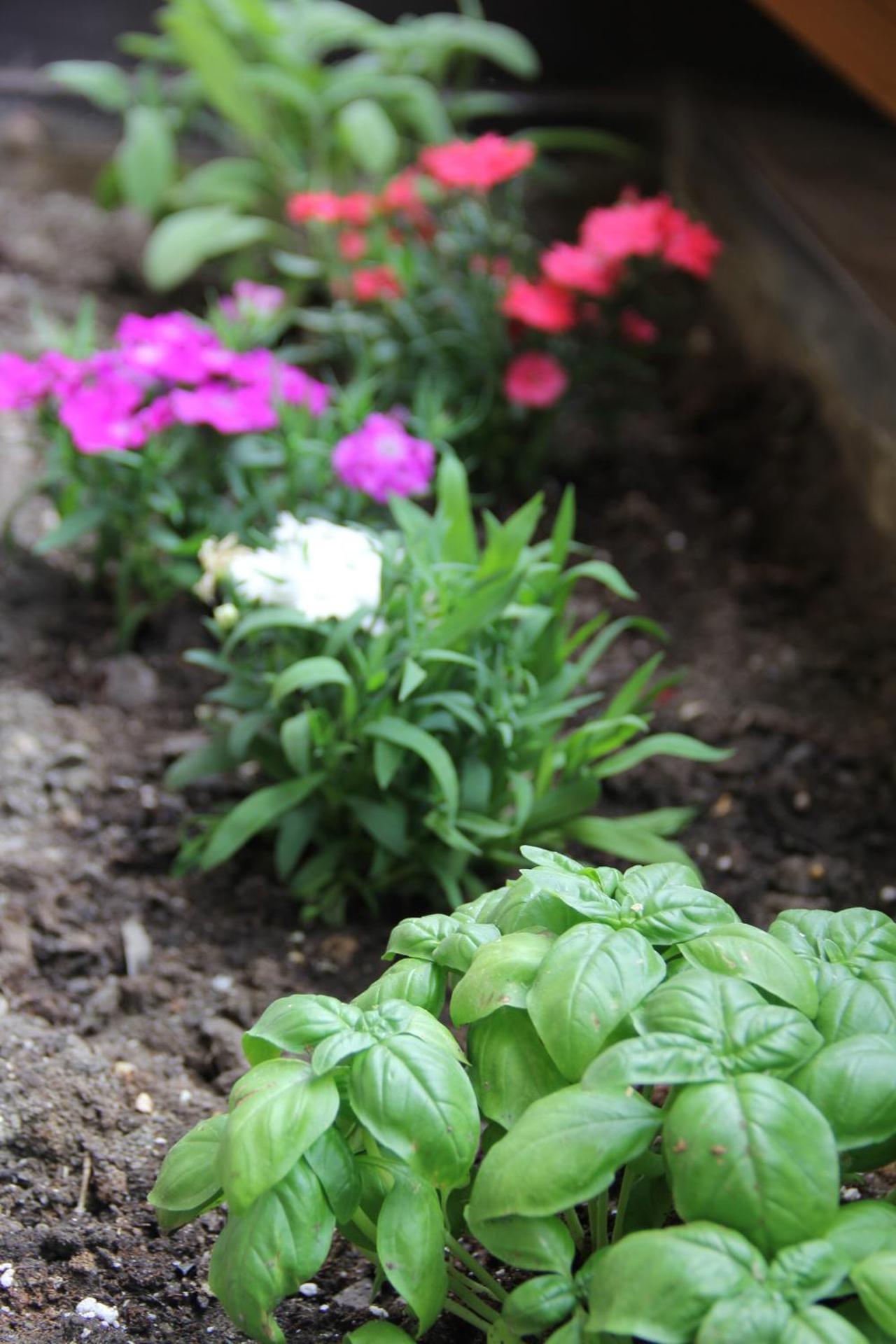 Dolce Casa - Photo 19