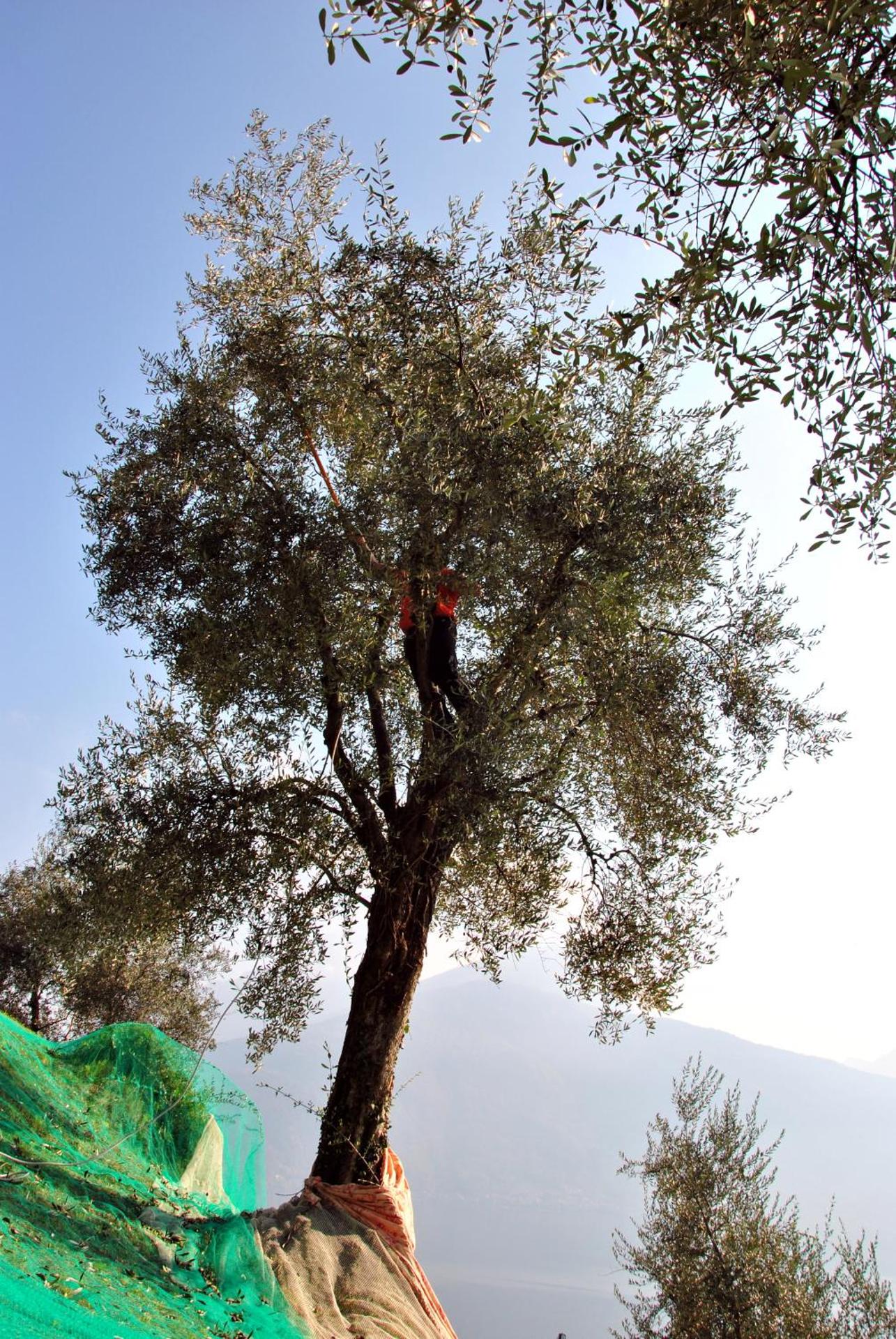 Appartamenti Il Medeghino - Photo 14