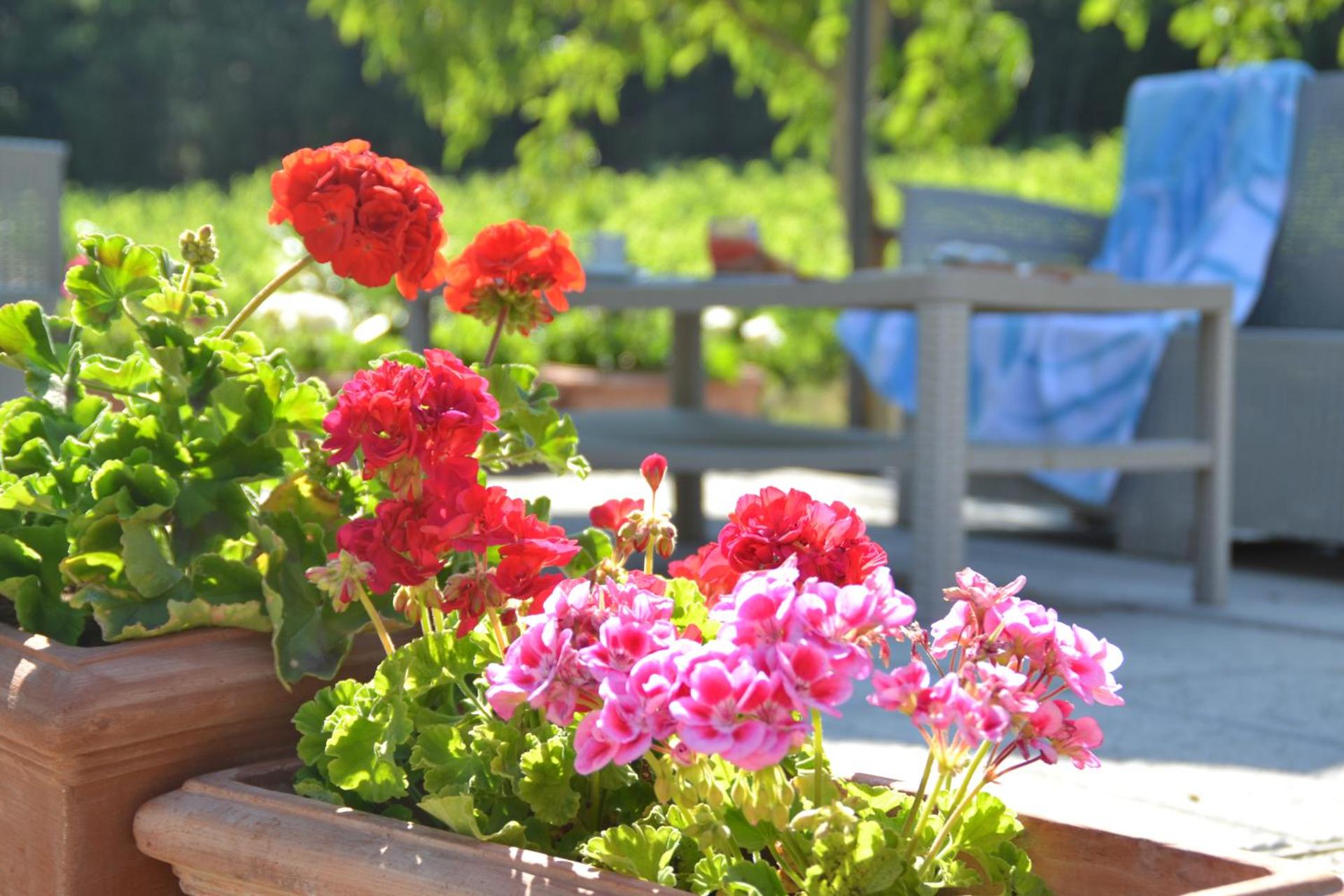 Podere Vignola - Photo 217