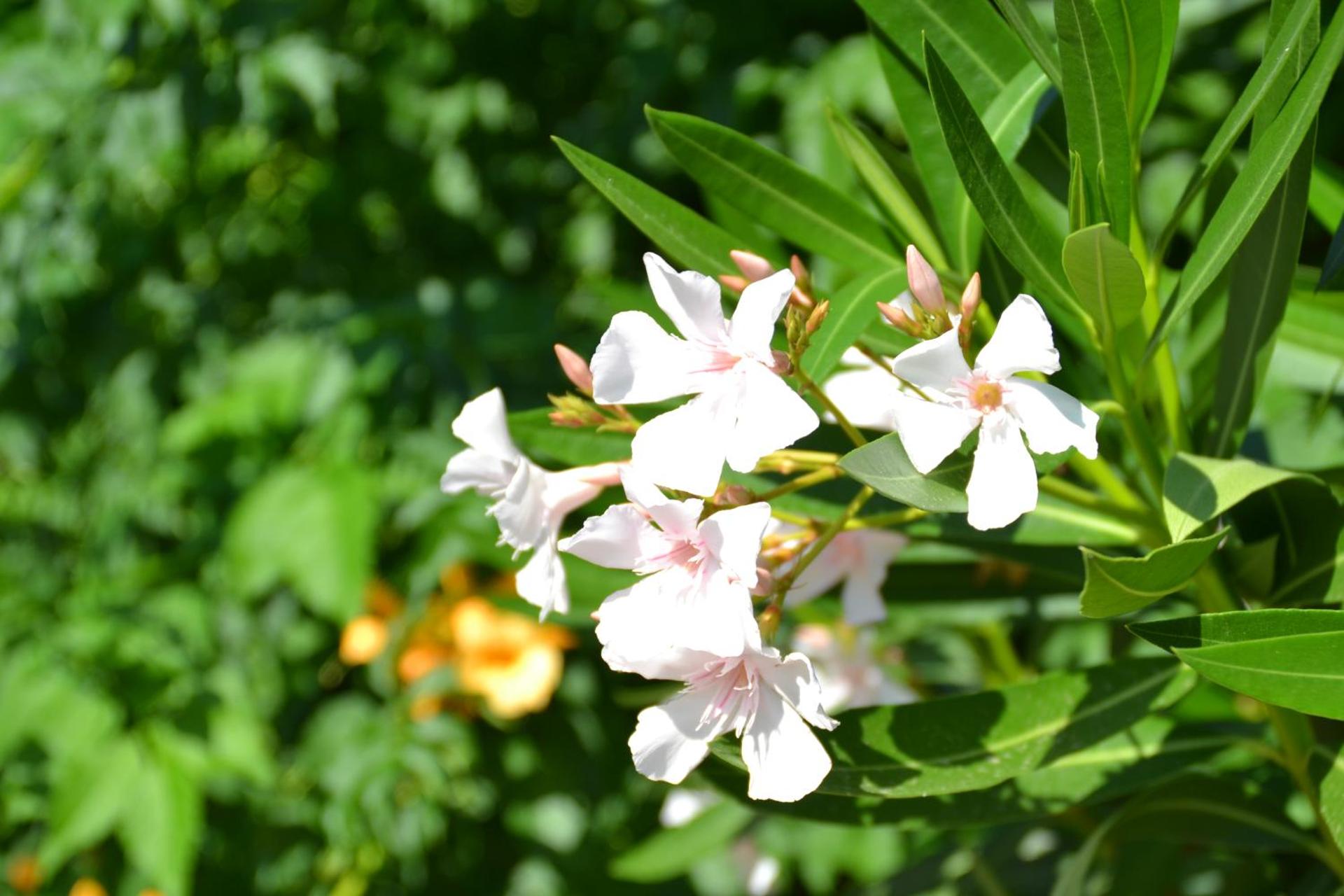 Podere Vignola - Photo 220