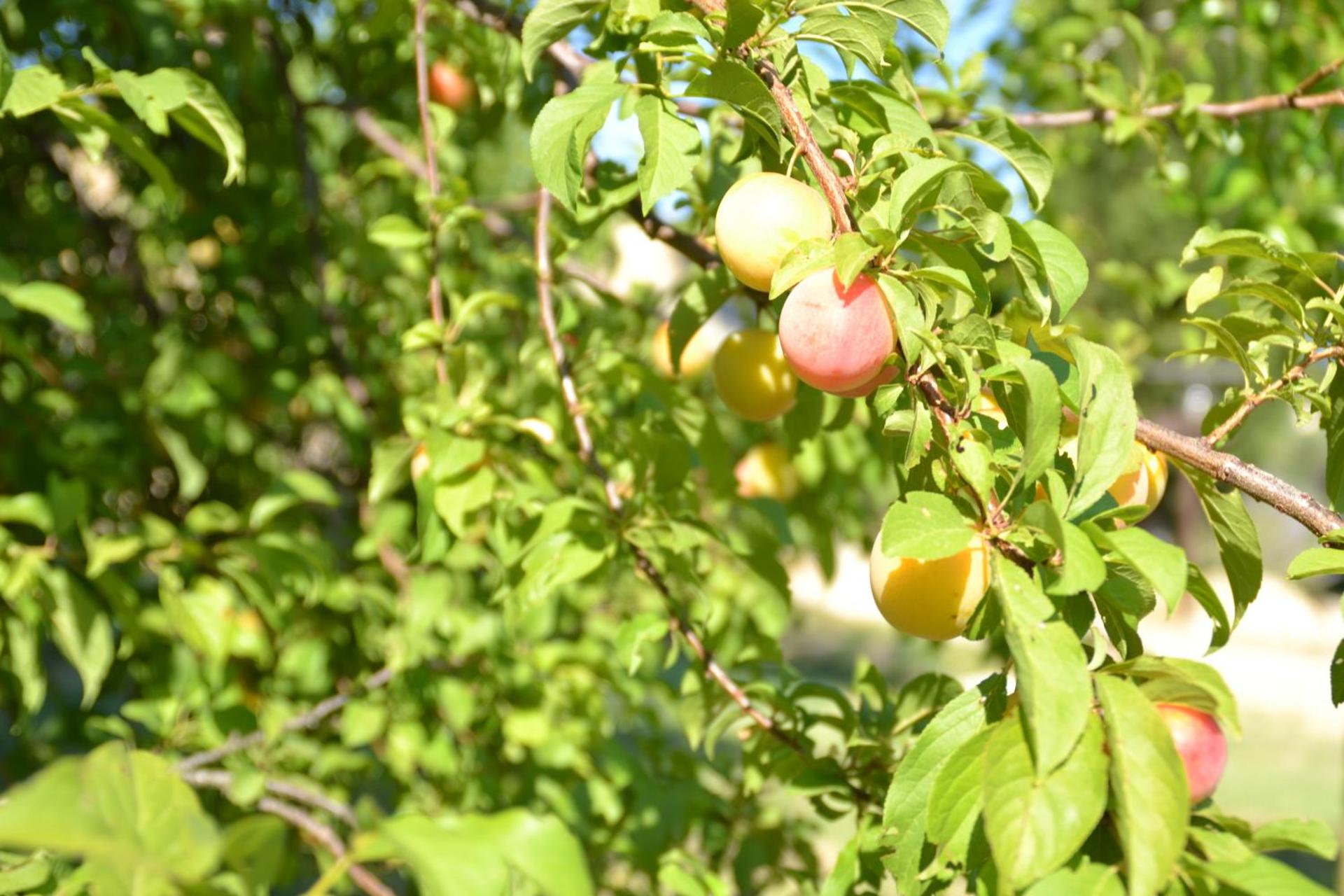Podere Vignola - Photo 228