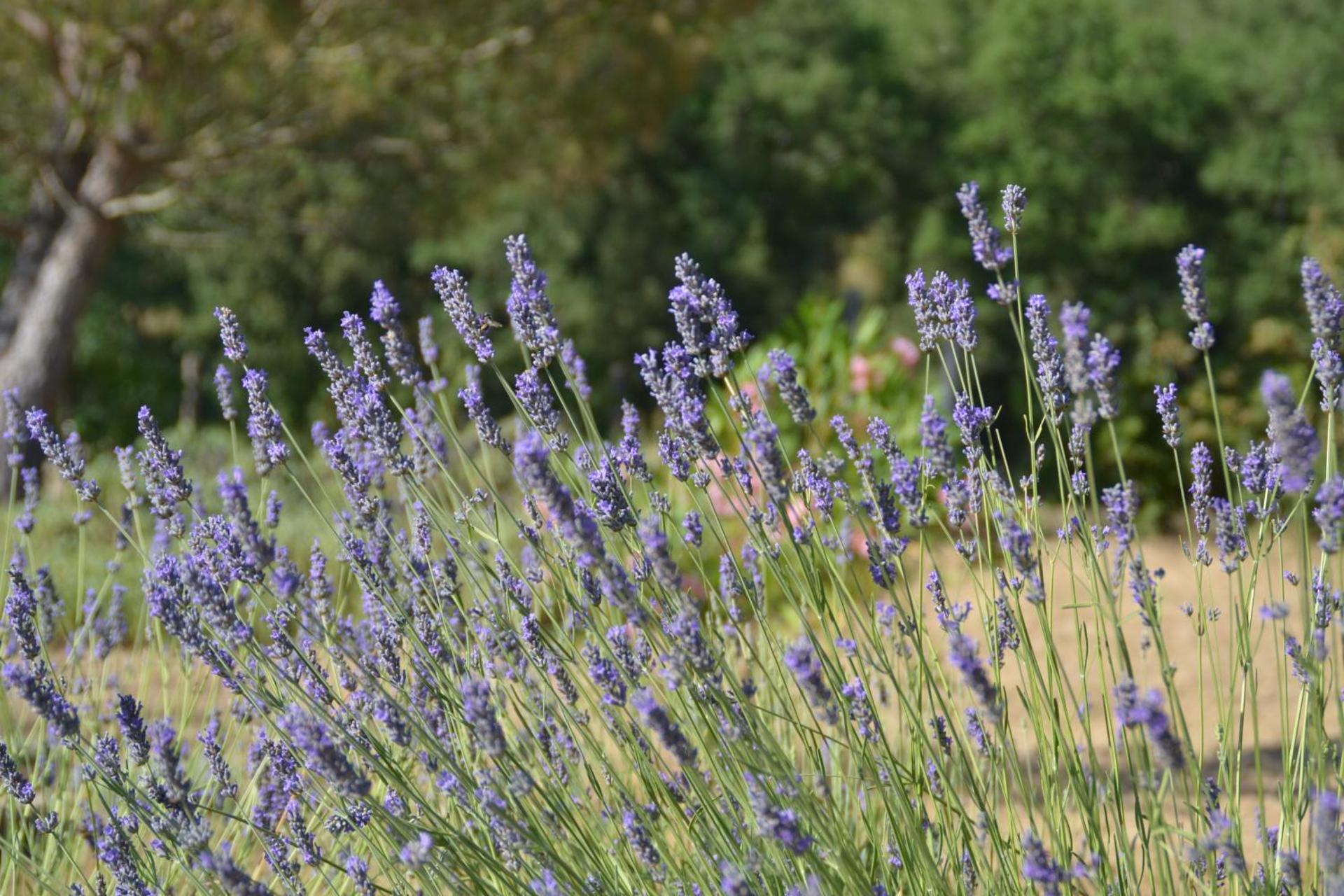 Podere Vignola - Photo 225