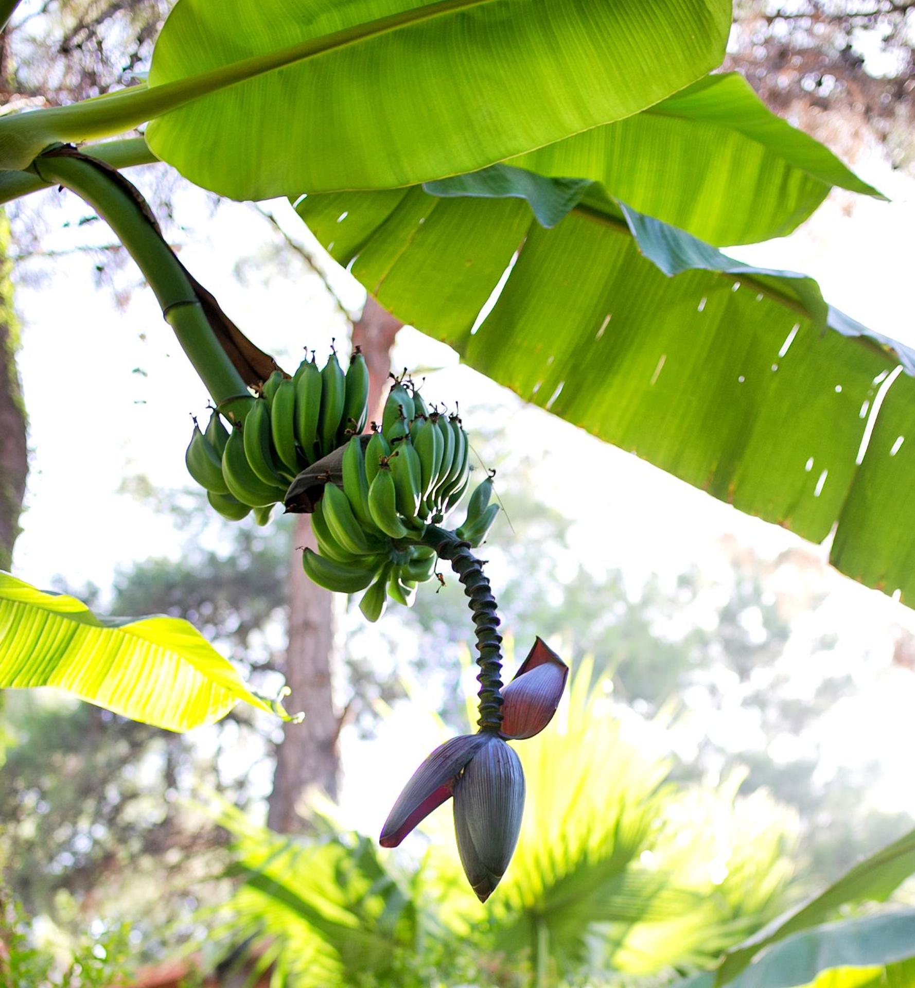 Martı Myra - Ultra All Inclusive - Photo 113