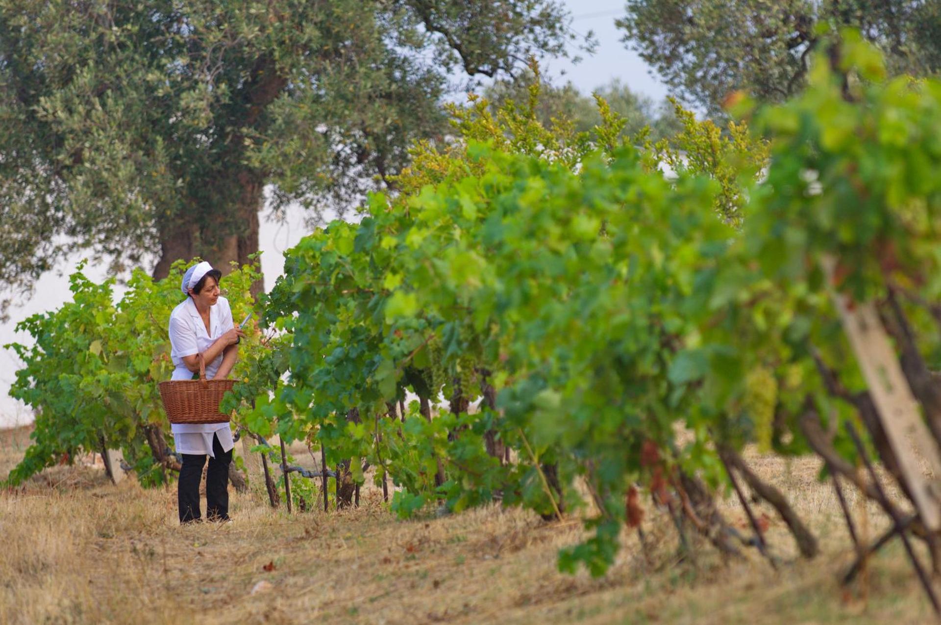 Masseria Il Frantoio - Photo 61