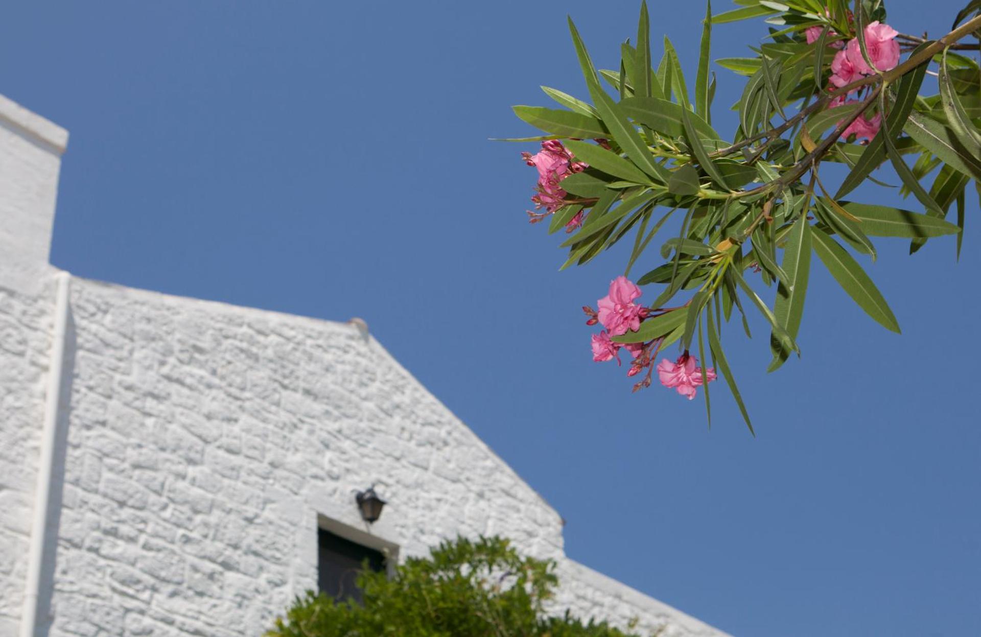 Masseria Il Frantoio - Photo 62