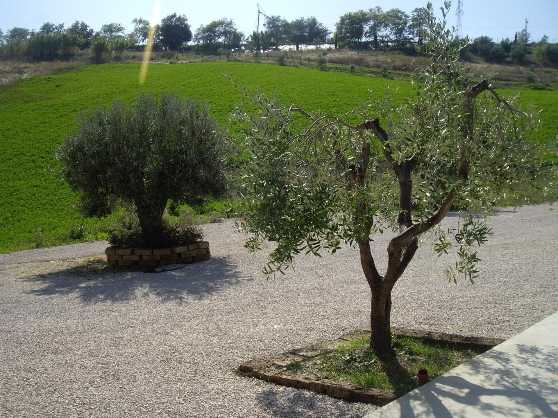 Agriturismo Il Borgo Degli Ulivi - Photo 55