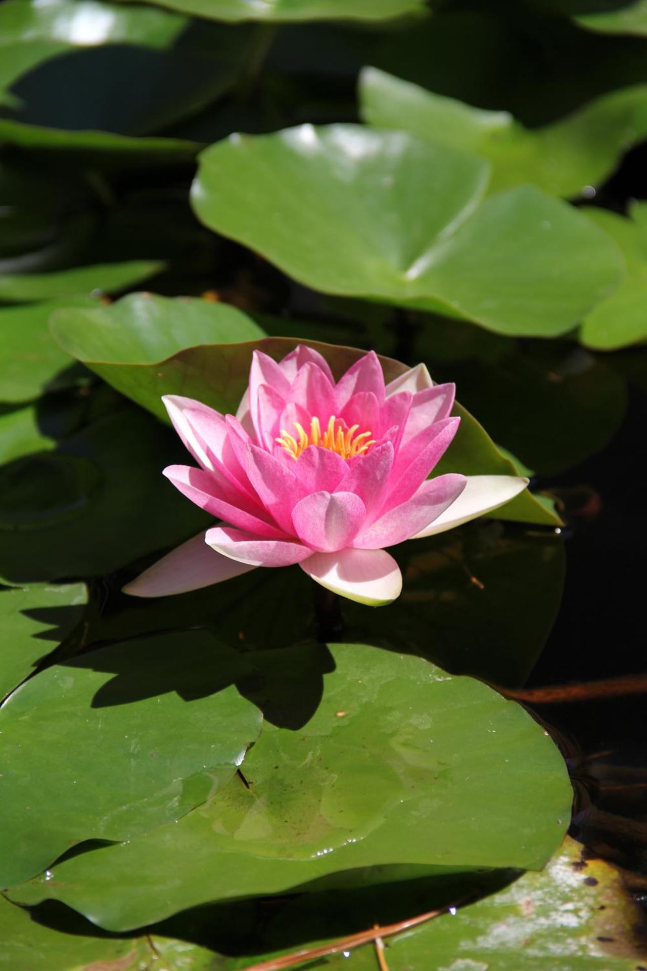 B&B La Rosa Blu - Photo 149