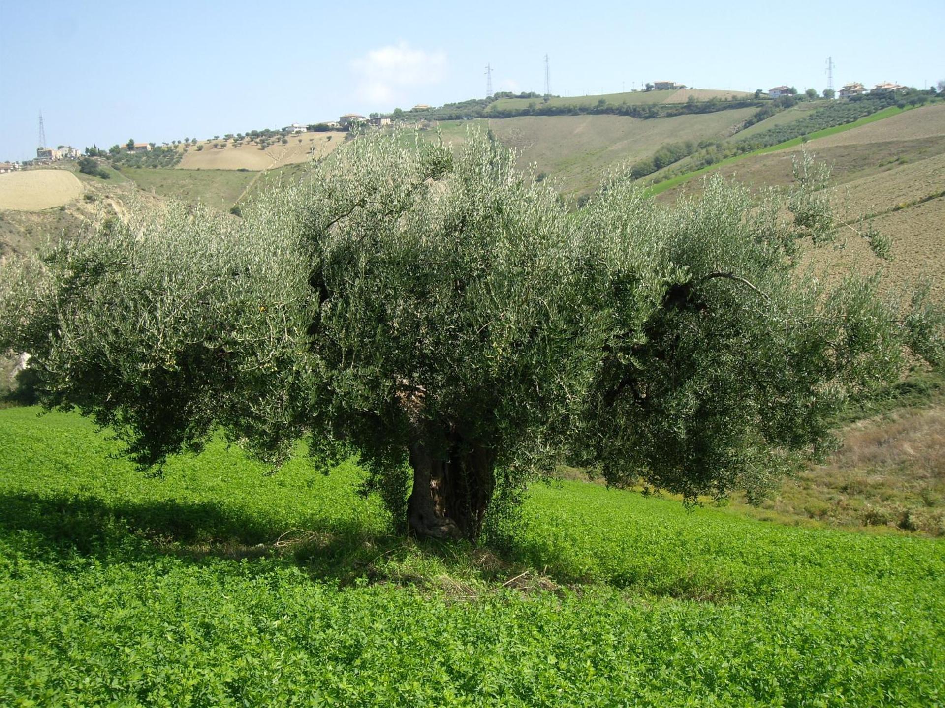 Agriturismo Il Borgo Degli Ulivi - Photo 57
