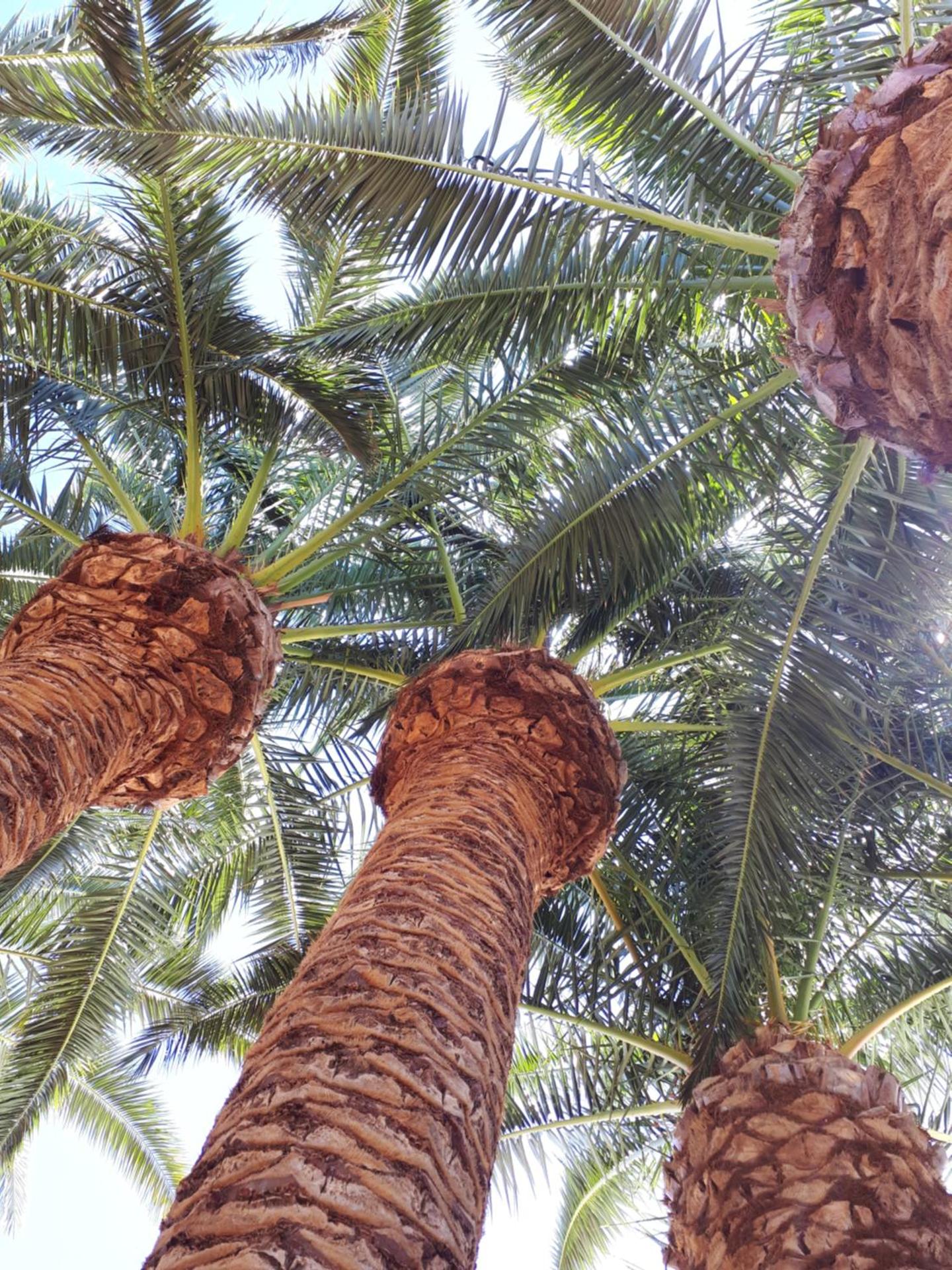 Hotel Palme Gemelle - Photo 59