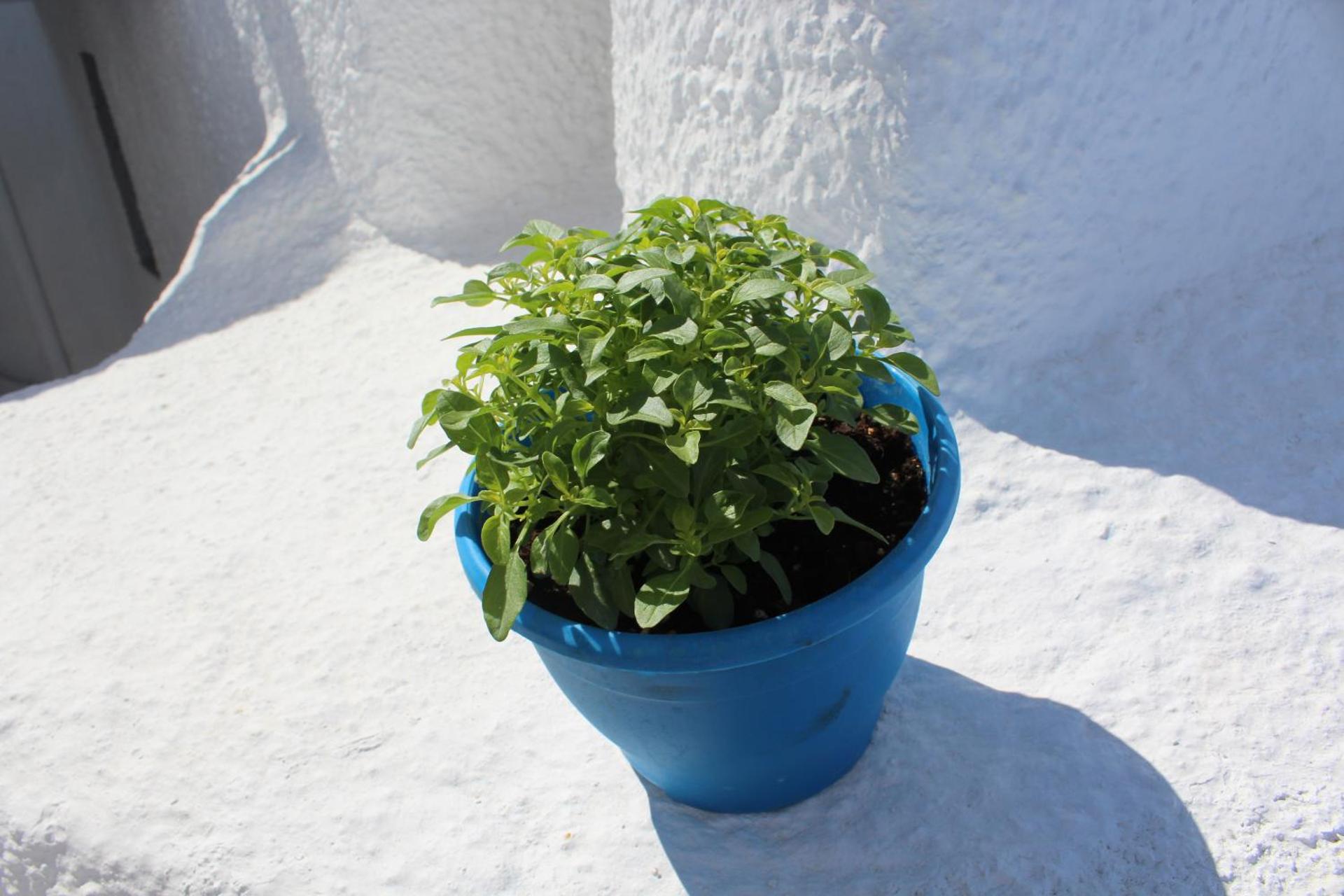 Santoimage house - Photo 15