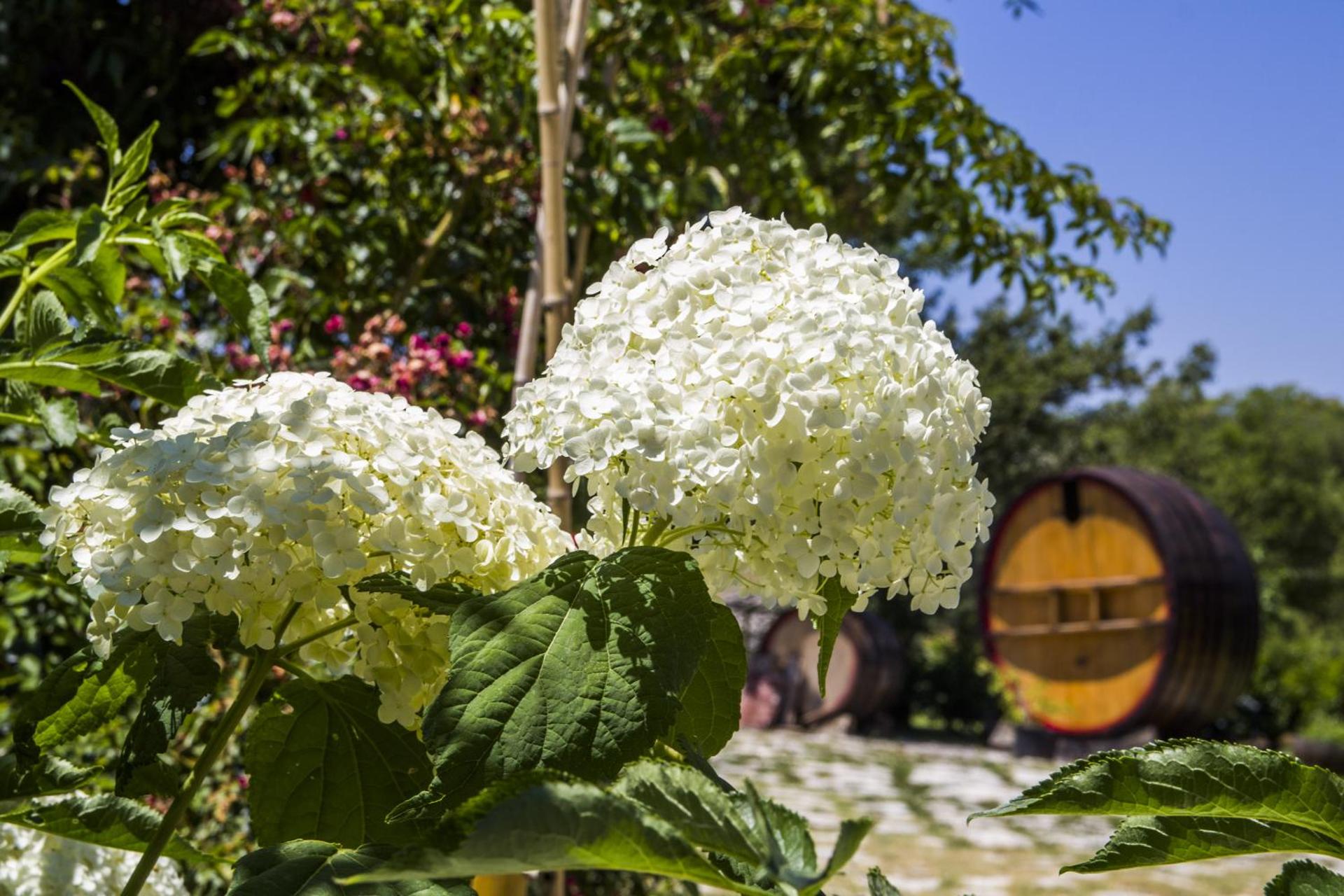 AGRITURISMO Case Catalano - Photo 242