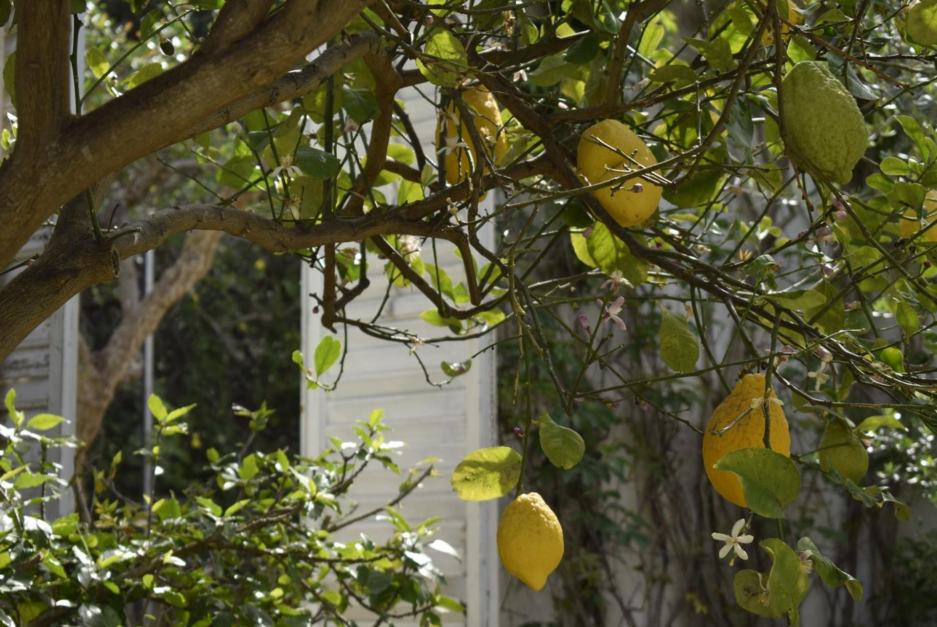 Villa Aurea - Photo 73