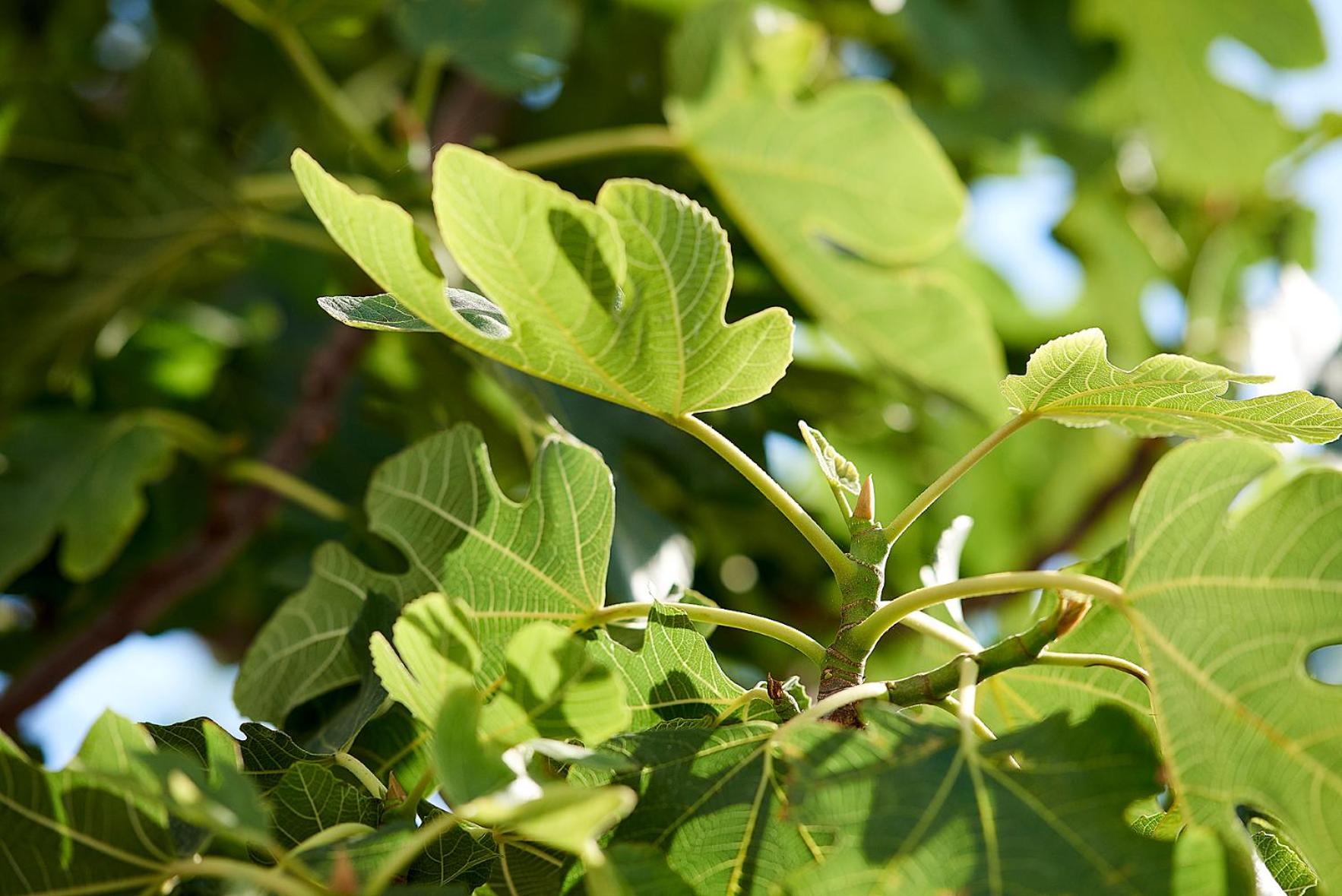 Elia Studios Pollonia - Photo 3