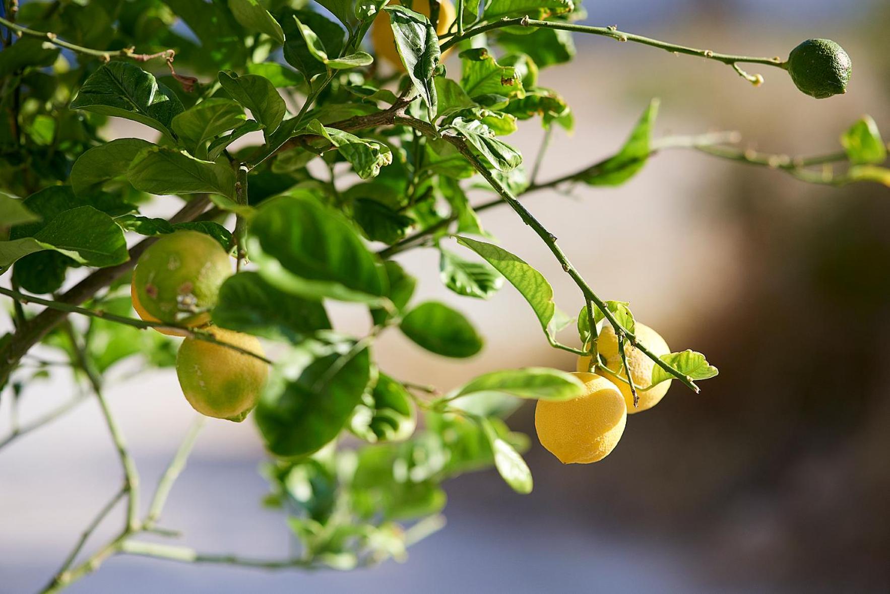 Elia Studios Pollonia - Photo 4