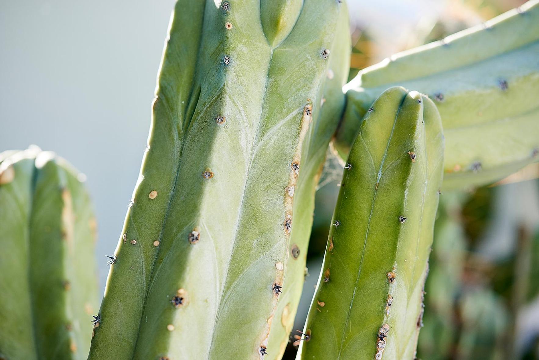 Elia Studios Pollonia - Photo 14