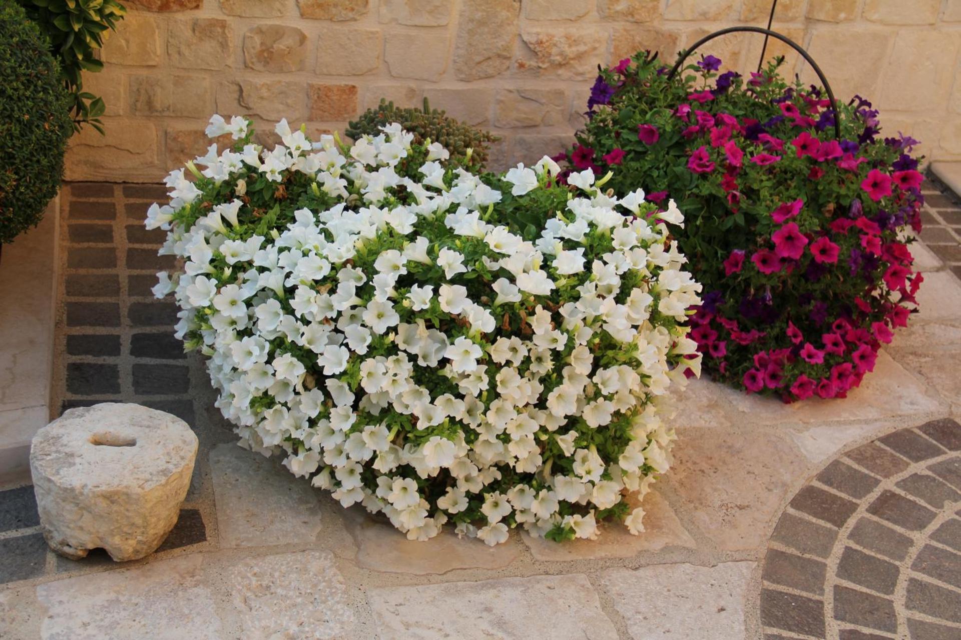 B&B La Rosa Blu - Photo 160