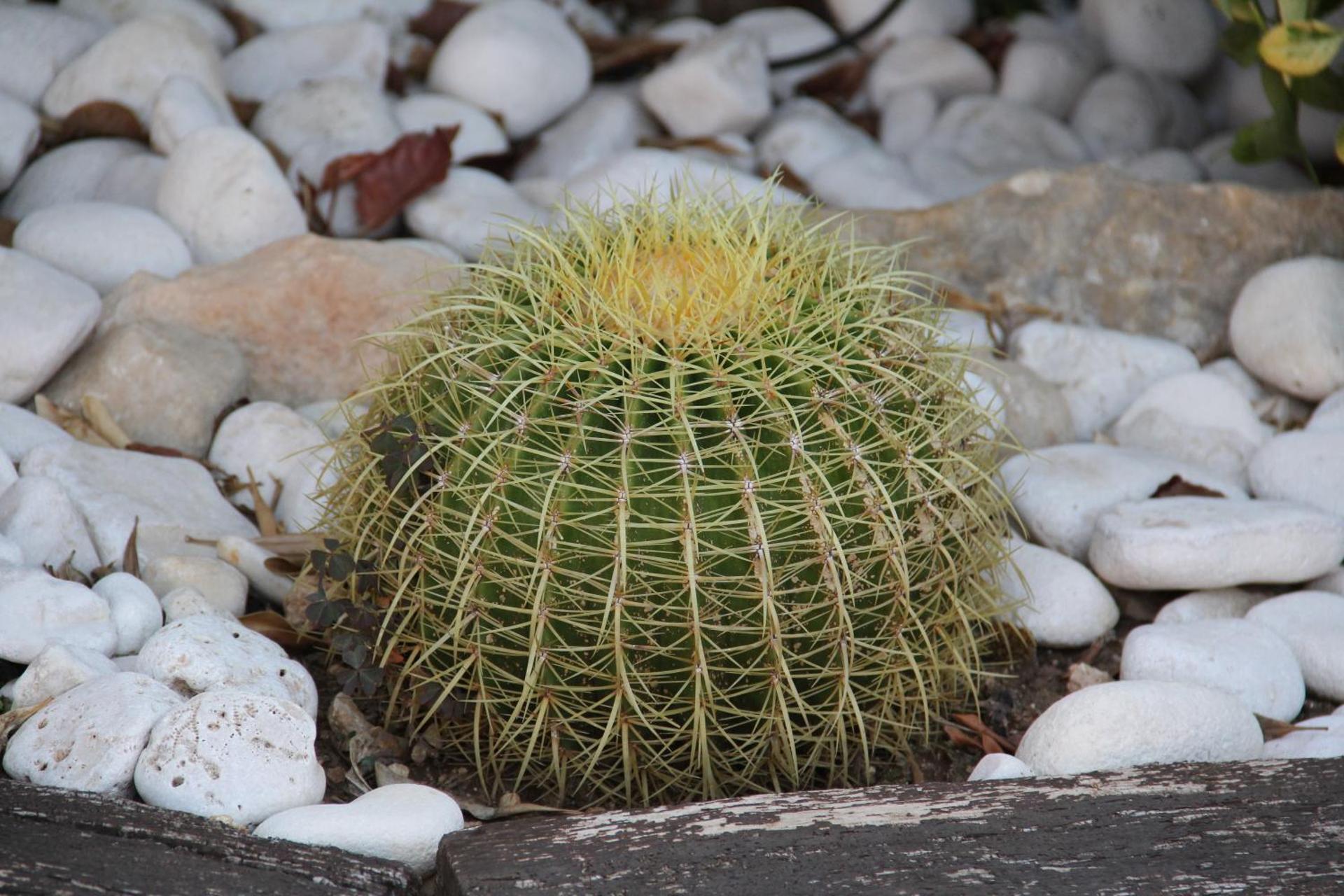 B&B La Rosa Blu - Photo 162