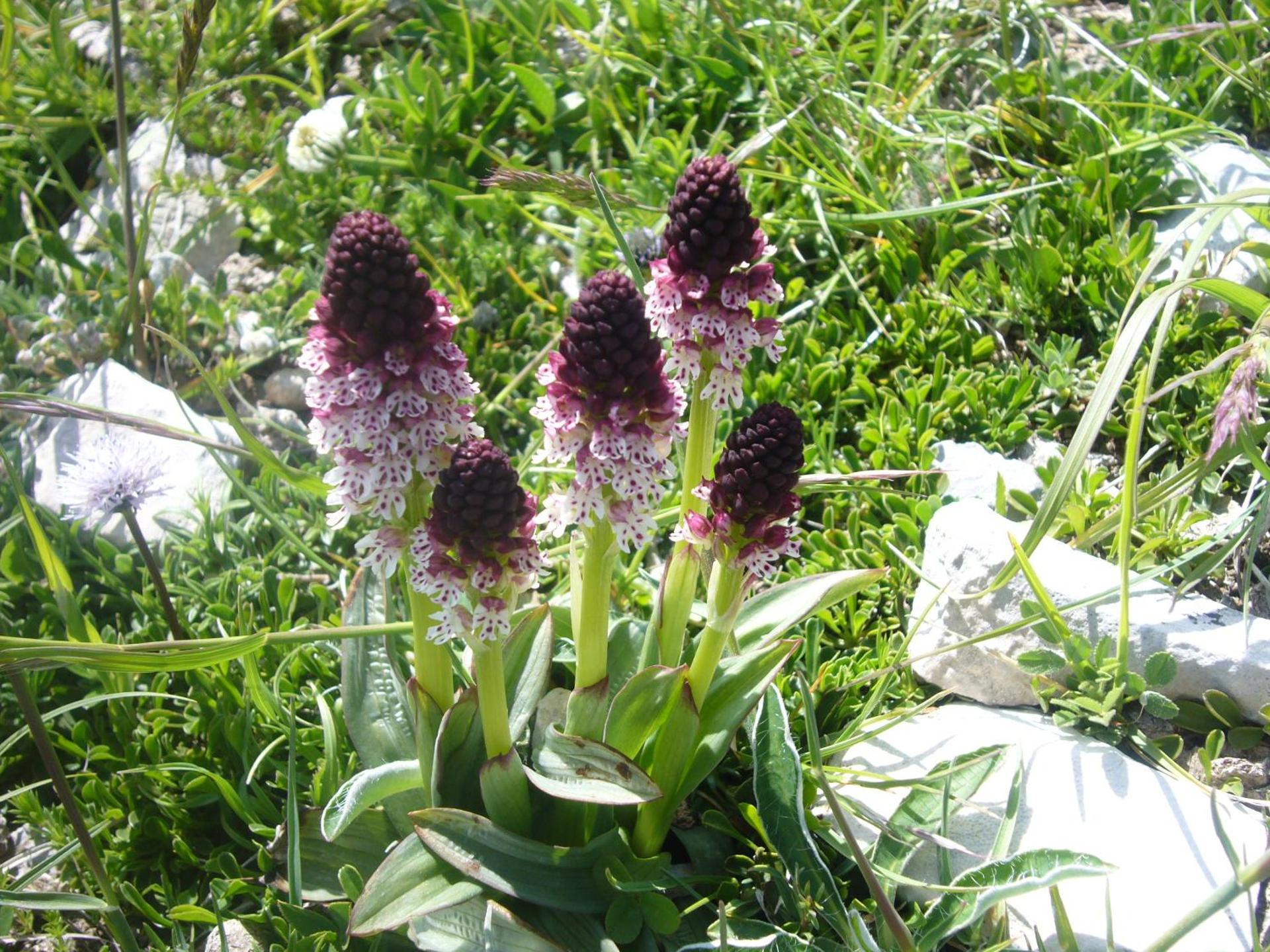 Villa delle Rose - Hotel Paradiso - Photo 45