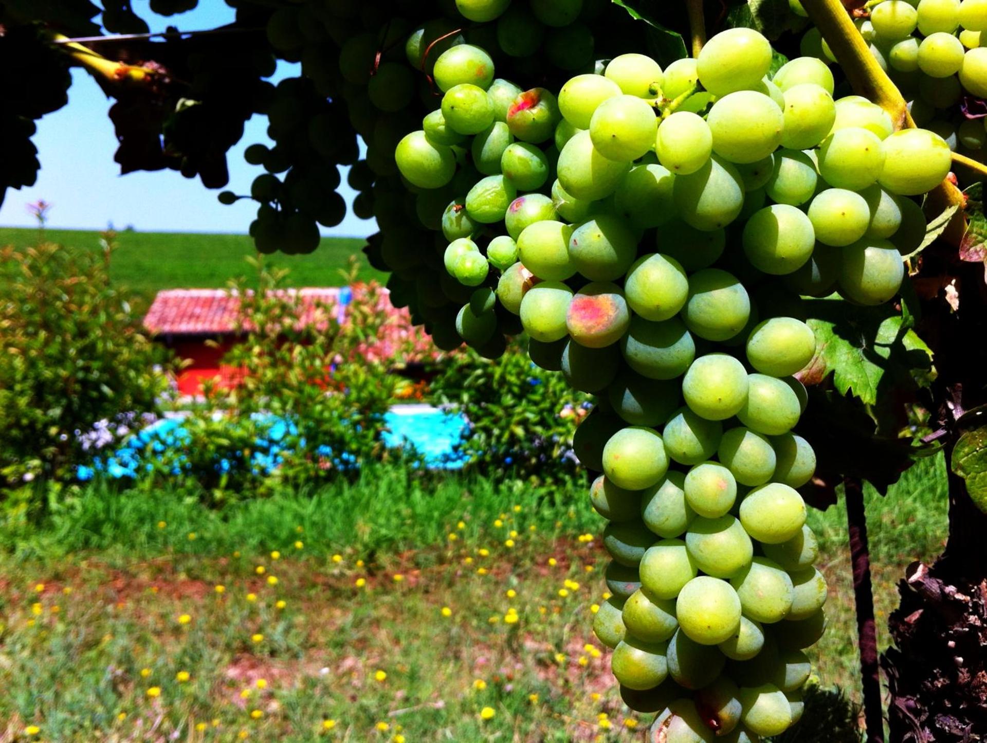 Cascina dei Giacinti - Photo 22