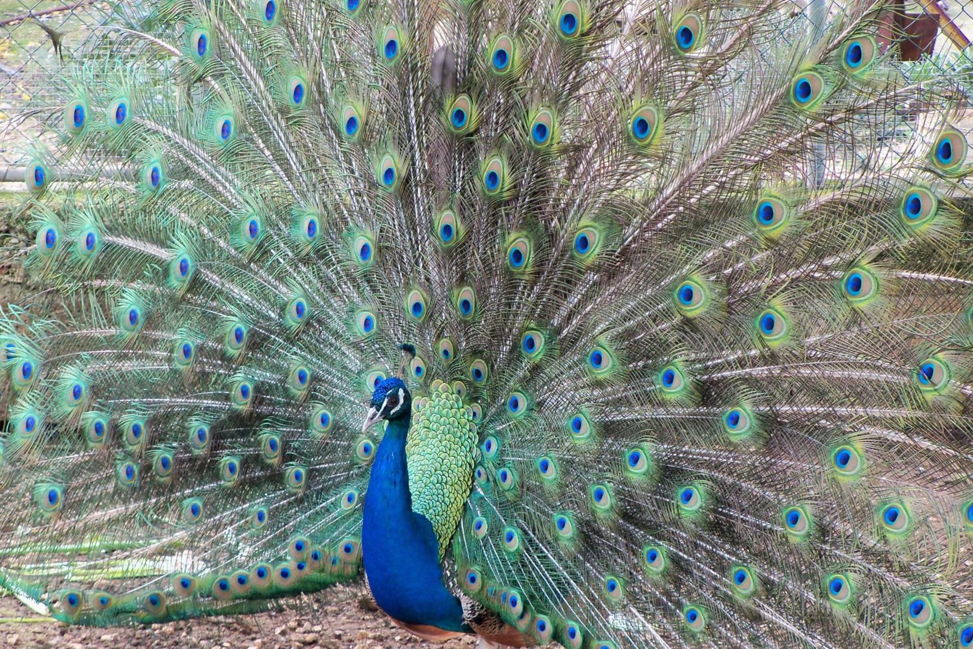 Agriturismo Il Pavone - Photo 65