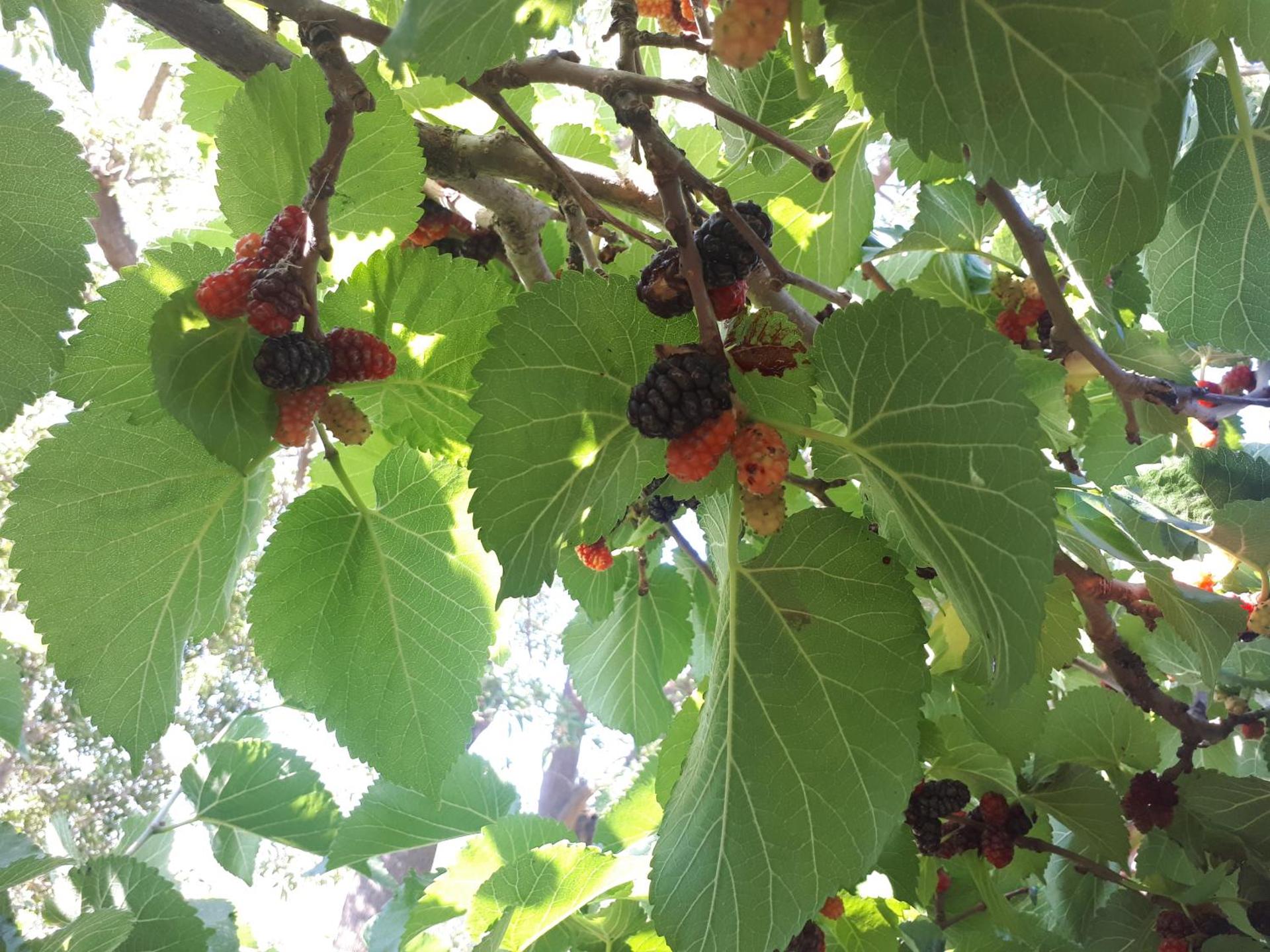 La Fattoria Dei Nonni - Photo 146